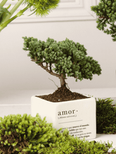 Bonsai Cupido